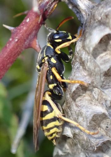 Réf. 322 302 : Polistes nimpha